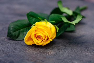 Yellow rose on on dark background