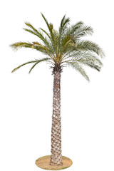 Palm tree isolated on white background.