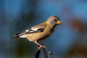 Obraz premium evening grosbeak 01
