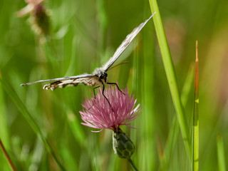 Marbled Spanish Marbled White (Melanargia lachesis) sipping nectar on a thistle flower, early in the morning, near Almansa Spain