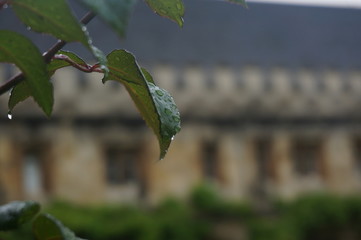 gotas de agua sobre una hoja con una fortaleza de fondo