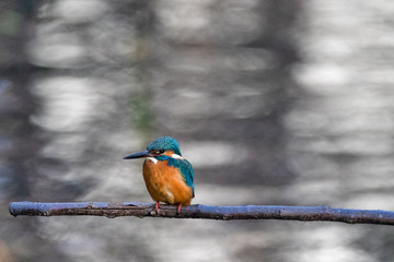 A Common Kingfisher sitting on a branch at Musashiseki Park in Tokyo, Japan.