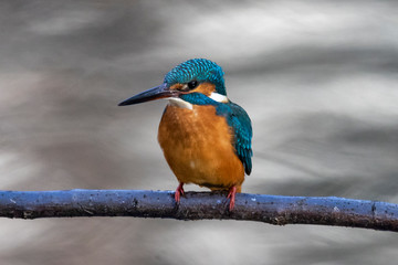 A Common Kingfisher sitting on a branch at Musashiseki Park in Tokyo, Japan.