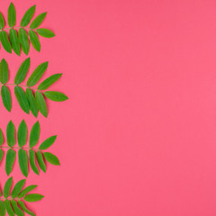 Fototapeta na wymiar Green rowan tree leaves on bright pink background