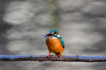 A Common Kingfisher sitting on a branch at Musashiseki Park in Tokyo, Japan.