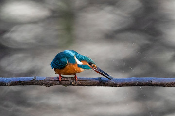 A Common Kingfisher sitting on a branch at Musashiseki Park in Tokyo, Japan.