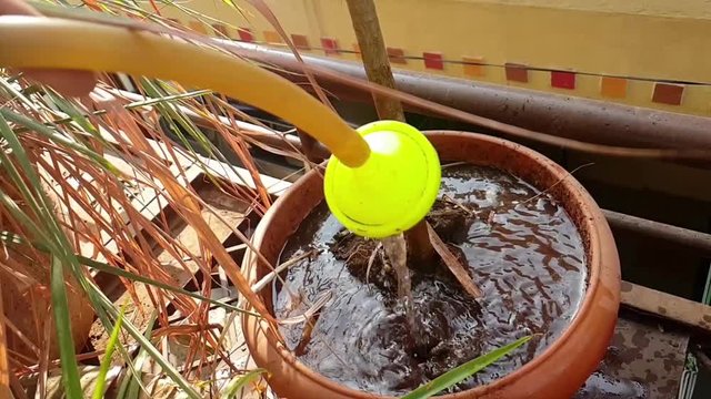 Watering Plants in the backyard