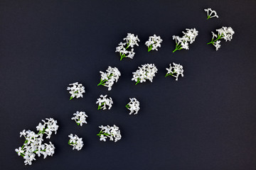 Black background with white lilac flowers