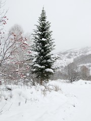 tree in winter mountain