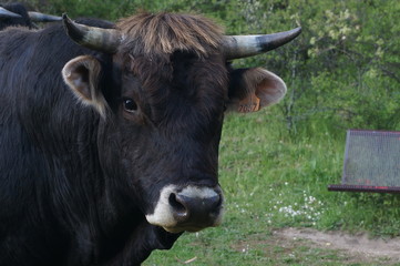 cabeza de un toro en un prado