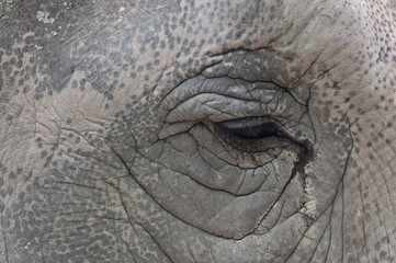 Fototapeta premium Occhio di elefante