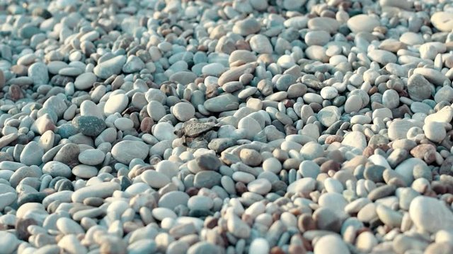 Newborn turtle crawling on stones to sea. Newly hatched baby turtle