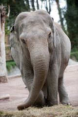Naklejka premium Elefante