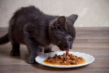 little gray kitten eating wet food on a white plate floor