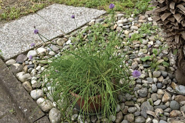 erba cipollina in fiore