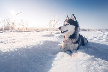 Siberian husky lies on the snow © Alexey Laputin
