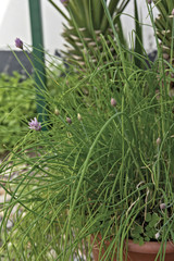 erba cipollina in fiore