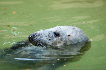 Fototapeta premium Foca