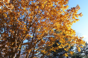 紅葉 欅 黄色 快晴 青空 木々