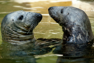 Foca