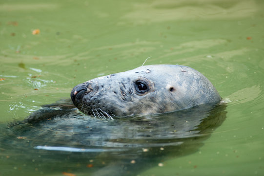 Foca