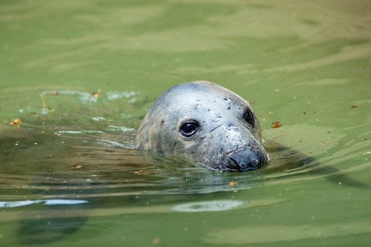 Foca