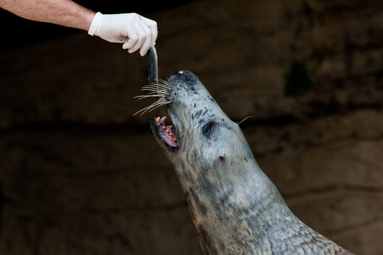 Foca