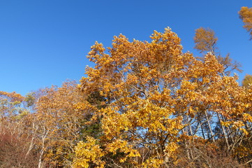 紅葉 欅 黄色 快晴 青空 木々