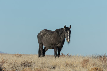 Fototapeta premium Majestic Wild Horse in Winter
