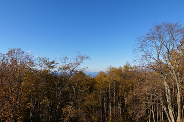 紅葉 欅 黄色 快晴 青空 木々