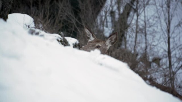 A deer eating grass on the snow - wildlife in winter landscape in Abruzzo, Italy - wild animals concept