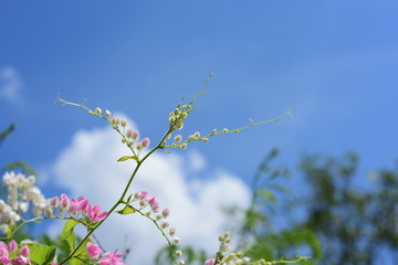 Flower and Bee.flowers and green background With the blue sky