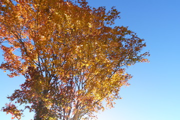 紅葉 欅 黄色 快晴 青空 木々