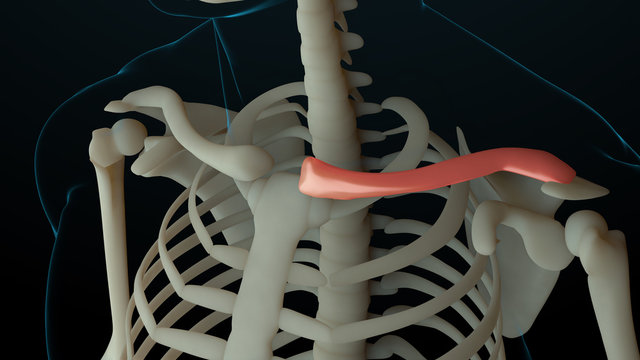 3d rendered illustration of skeleton structure with injured bones. Bone pain is shown by red glow. Pain in collarbone section.