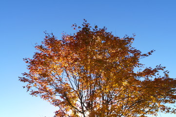 紅葉 欅 黄色 快晴 青空 木々
