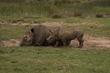 Naklejka na ściany i meble Rhino family in africa