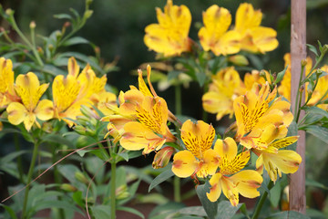 plants with yellow flowers