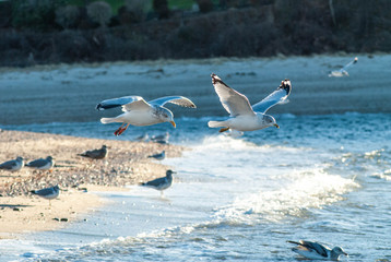 Flying Gulls