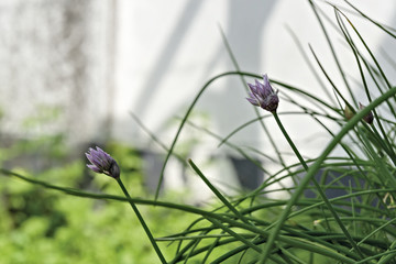 erba cipollina in fiore