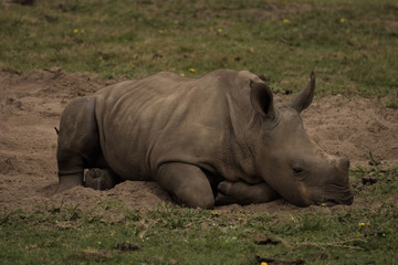 Fototapeta premium Rhino in South africa