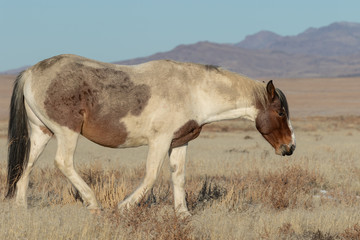 Majestic Wild Horse in Winter
