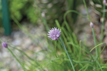 erba cipollina in fiore