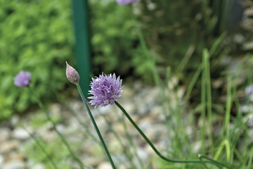 erba cipollina in fiore