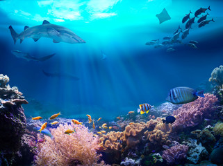 Underwater view of the coral reef. Life in the ocean.
