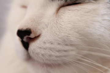 Sleeping white cat with focus on his snout.