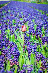 Field of blue hyacinth with red tulip