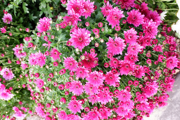 chrysanthèmes en pot