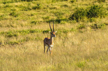 Antelope seen in profile in the savannah