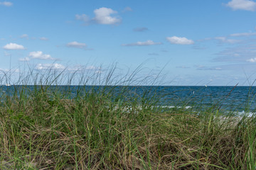 view of the blue ocean from behind a tuft of grass on the beach blowing in the wind on a sunny summer day