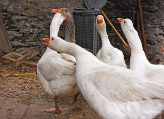 Some geese scratch undisturbed on the outside of the farm